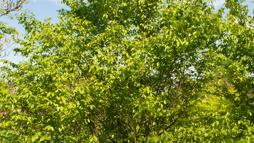 Carpinus turczaninowii wielopniowy