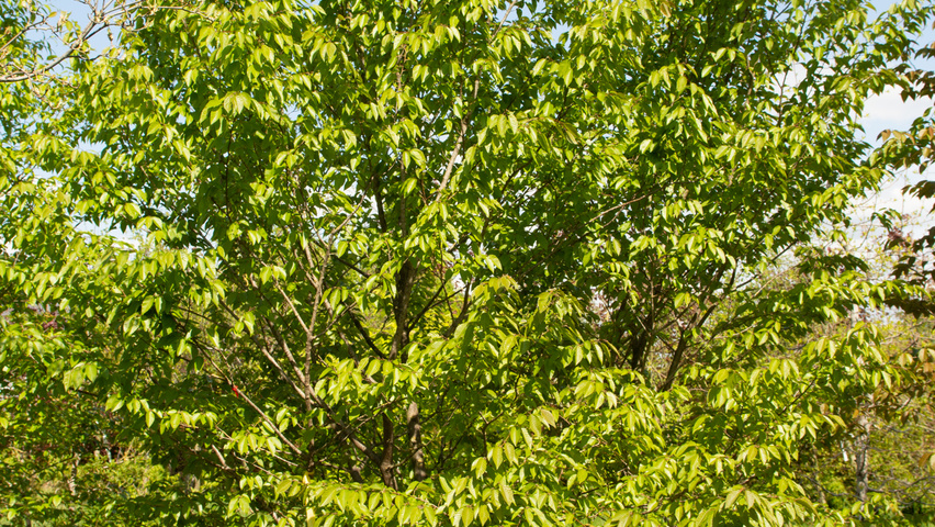 Carpinus turczaninowii wielopniowy