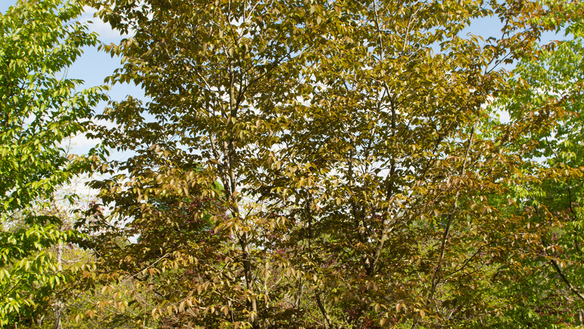 Carpinus turczaninowii wielopniowy