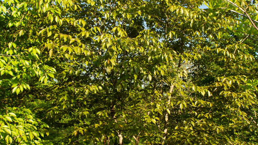 Carpinus turczaninowii wielopniowy