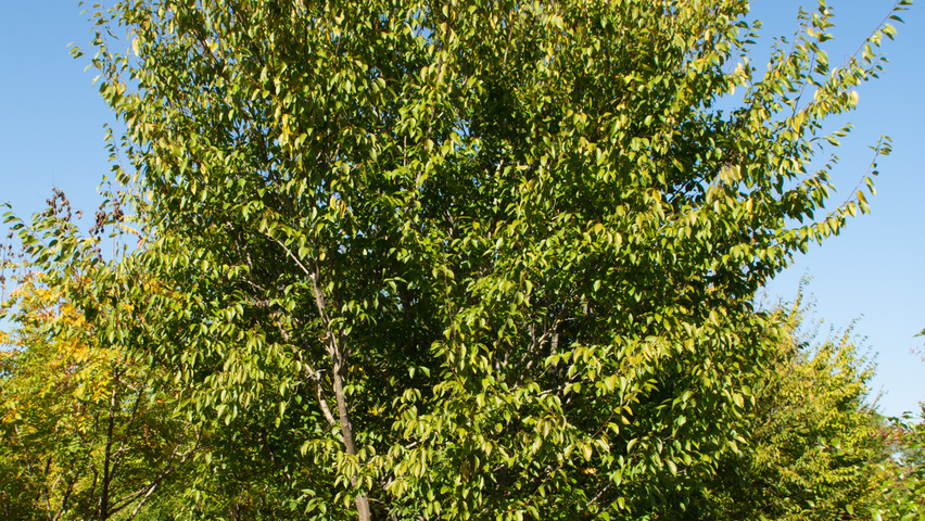 Carpinus turczaninowii wielopniowy