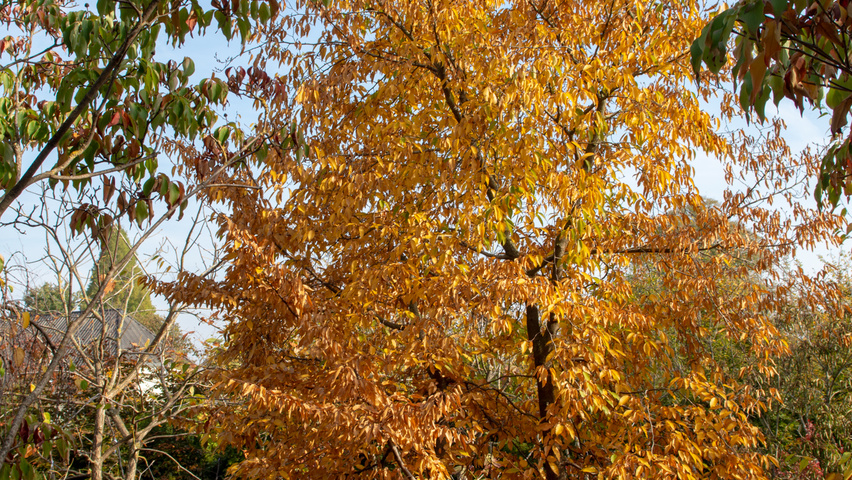 Carpinus turczaninowii wielopniowy
