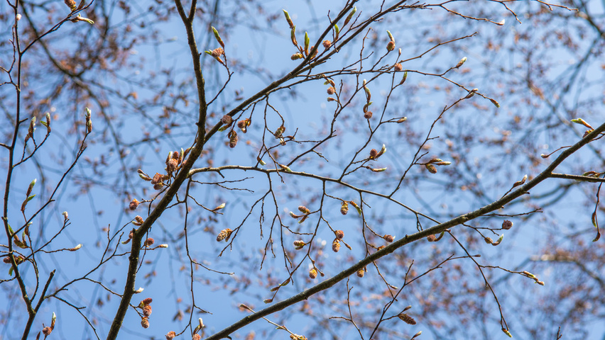 Carpinus turczaninowii pędy