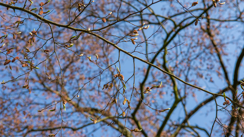 Carpinus turczaninowii pędy