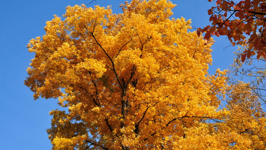 Carya cordiformis herfstblad