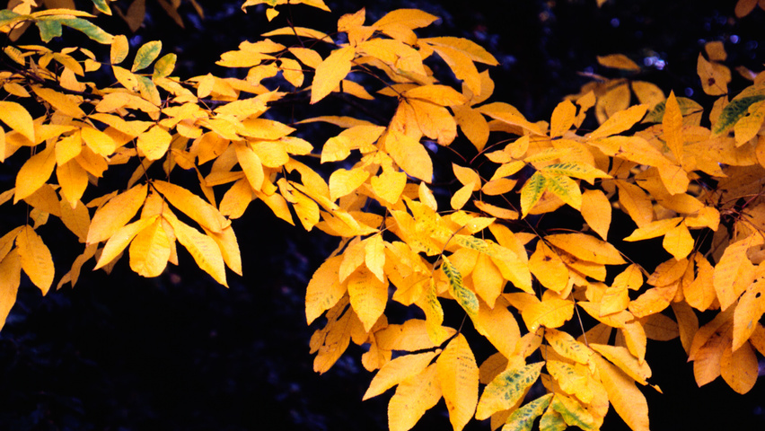 Carya cordiformis herfstblad