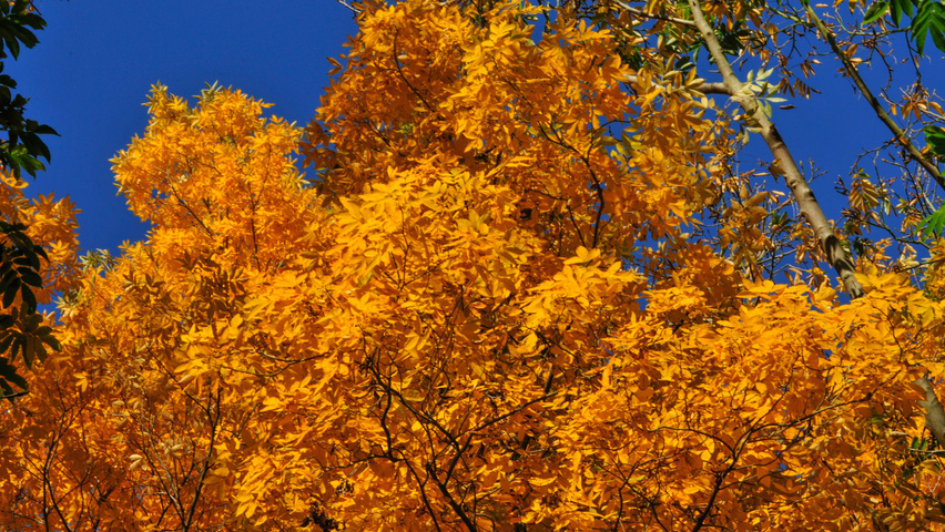 Carya cordiformis herfstblad