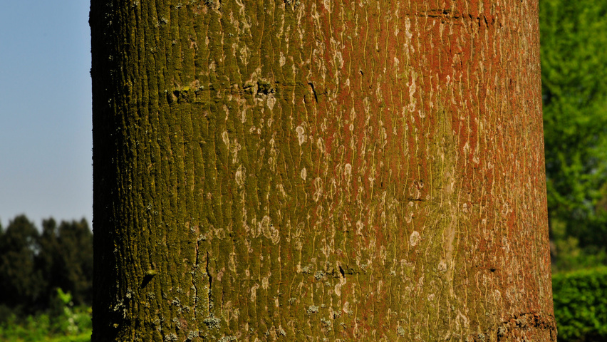 Carya cordiformis bast