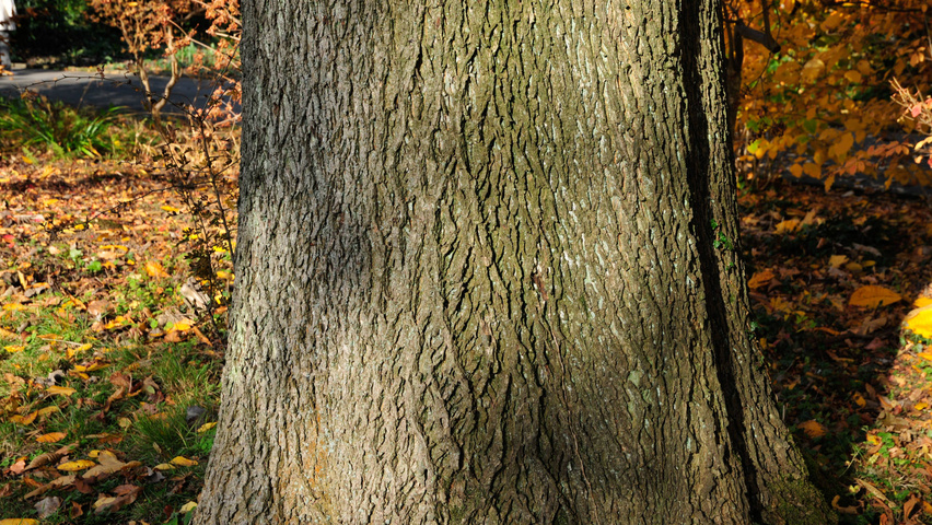 Carya cordiformis bast