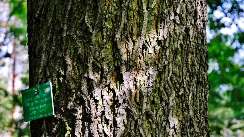 Carya cordiformis bast