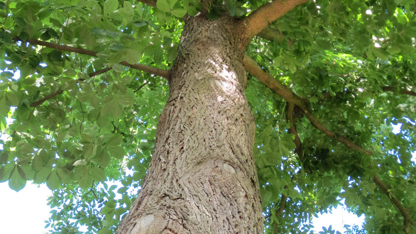 Carya cordiformis bast