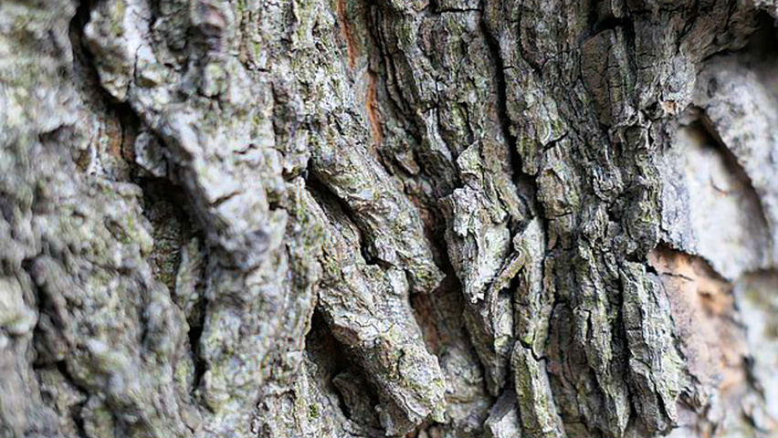 Carya cordiformis bast