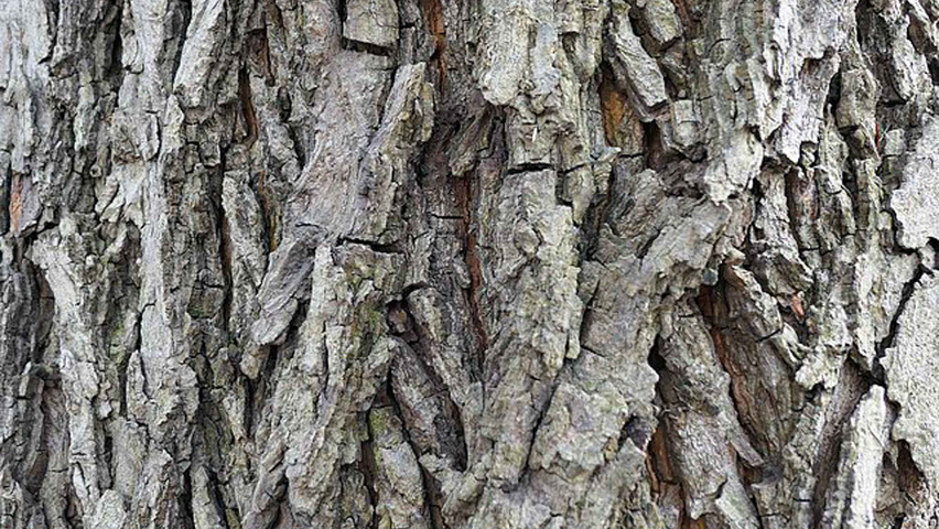 Carya cordiformis bast