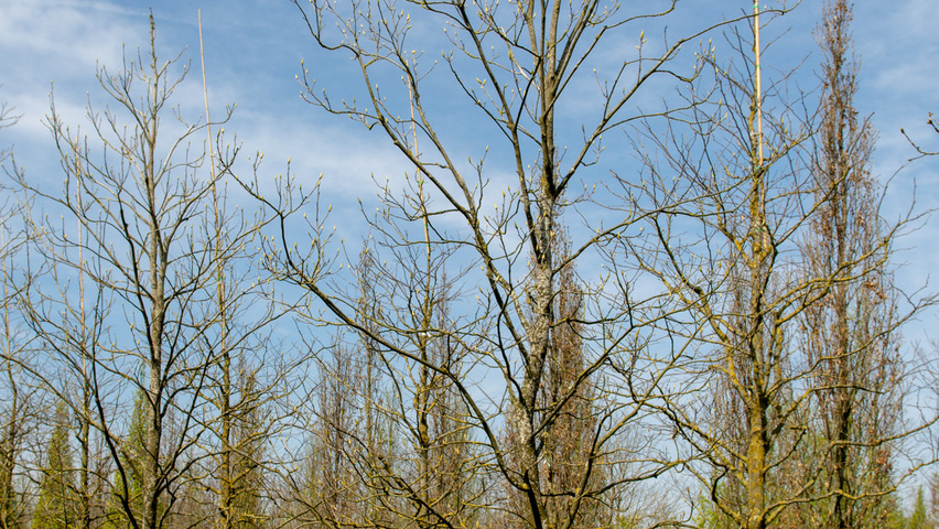 Carya cordiformis beveerd