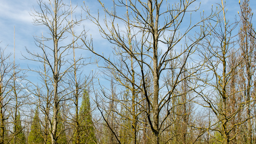 Carya cordiformis beveerd