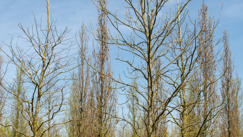 Carya cordiformis beveerd
