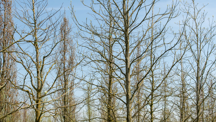 Carya cordiformis beveerd