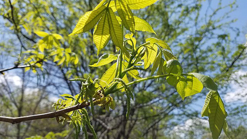 Carya cordiformis bloem