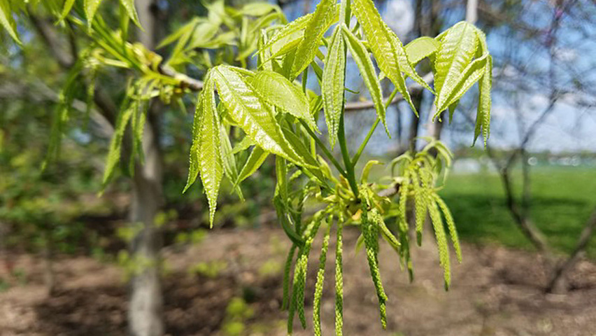 Carya cordiformis bloem