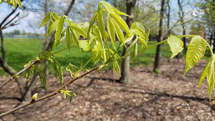 Carya cordiformis bloem