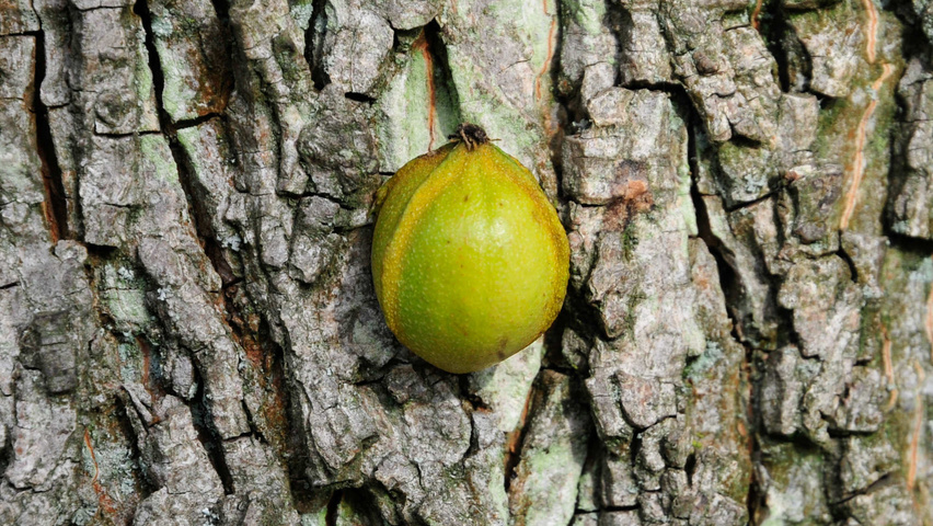Carya cordiformis vrucht