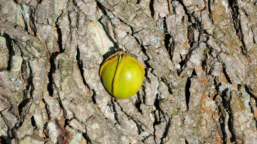 Carya cordiformis vrucht