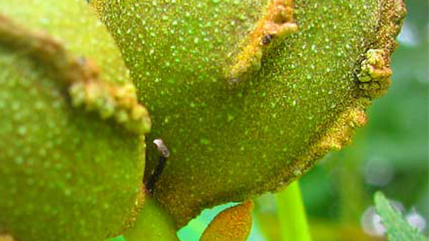 Carya cordiformis vrucht