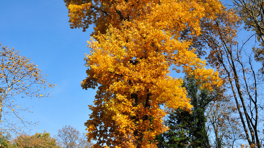 Carya cordiformis hoogstam
