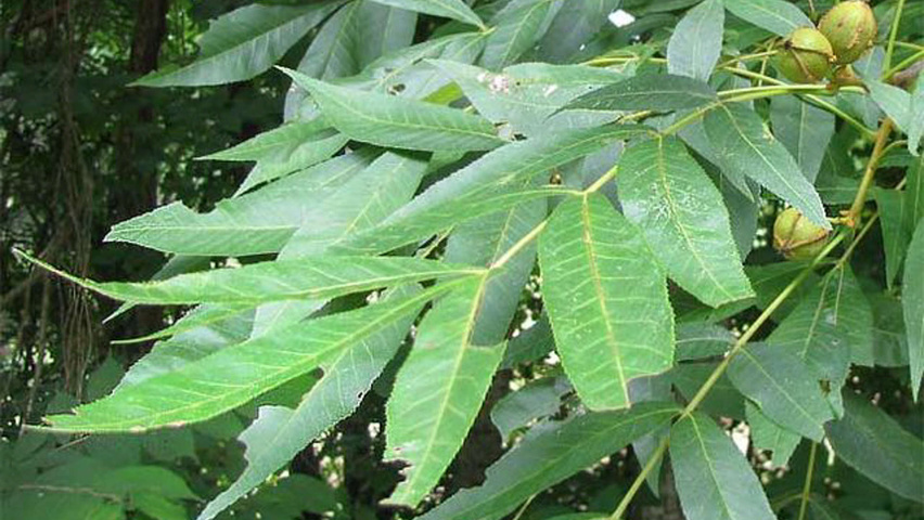 Carya cordiformis blad