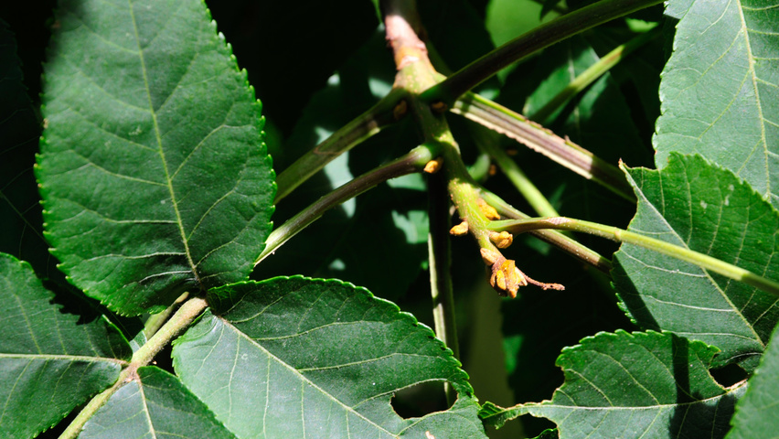 Carya cordiformis twijgen