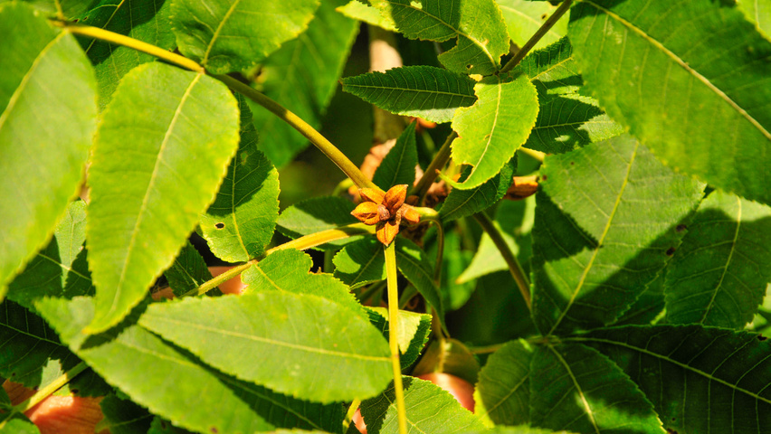 Carya cordiformis twijgen