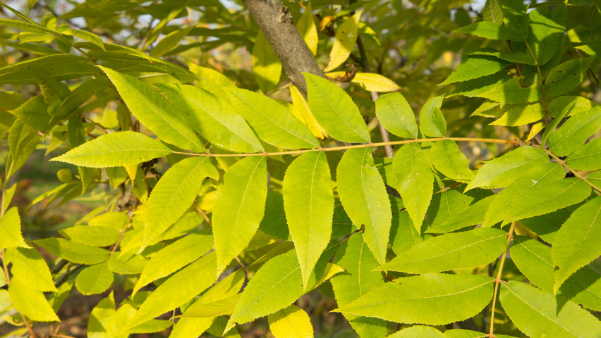 Carya illinoinensis осенняя  листьев