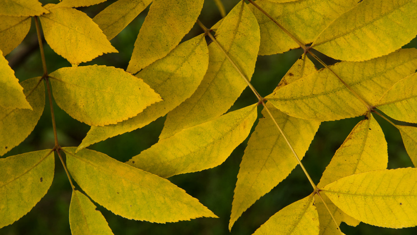 Carya illinoinensis осенняя  листьев
