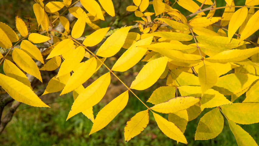 Carya illinoinensis осенняя  листьев