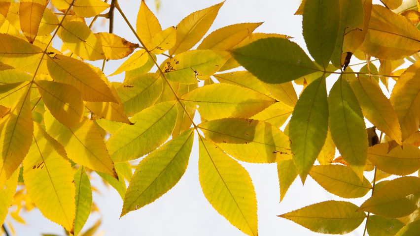 Carya illinoinensis осенняя  листьев