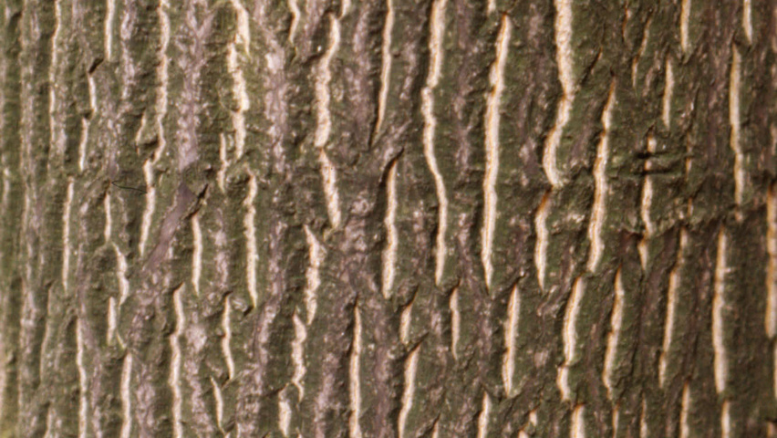 Carya illinoinensis кора