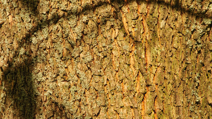 Carya illinoinensis кора