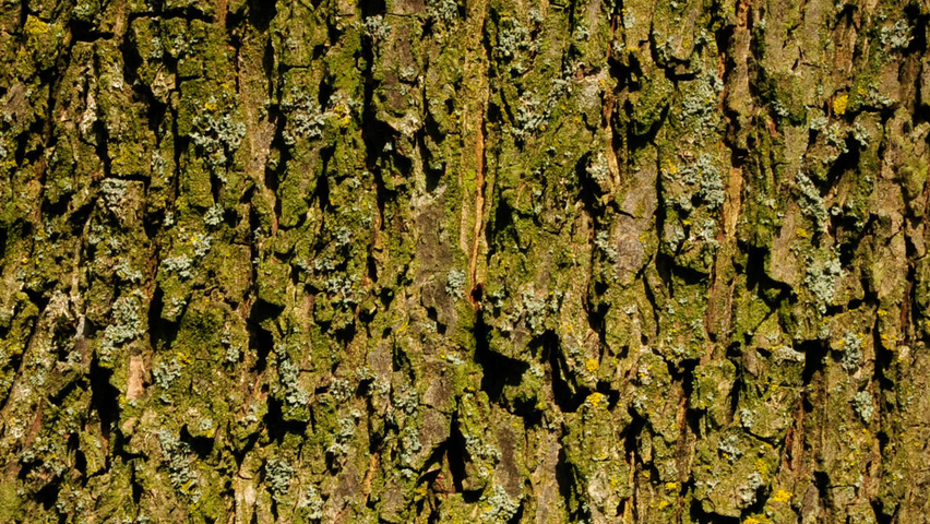 Carya illinoinensis кора