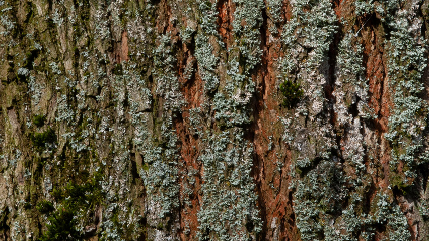 Carya illinoinensis кора