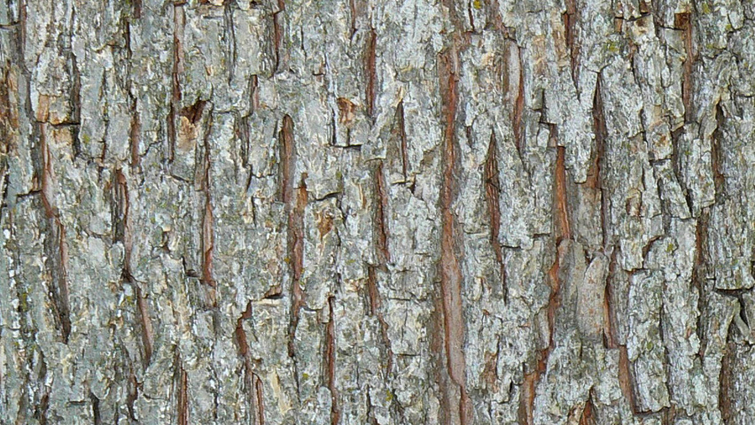 Carya illinoinensis кора