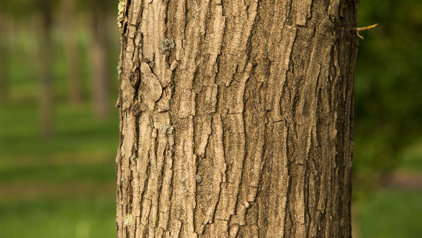 Carya illinoinensis кора