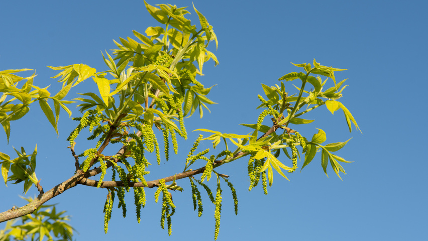 Carya illinoinensis цветки
