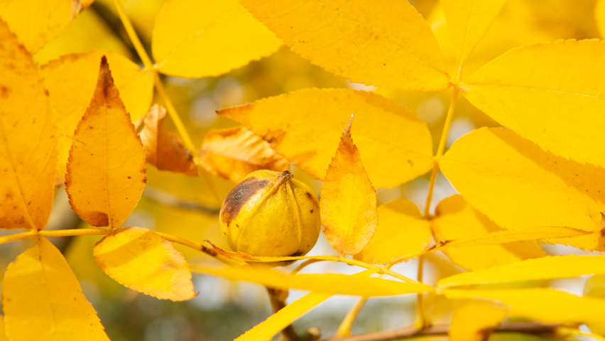 Carya illinoinensis плоды