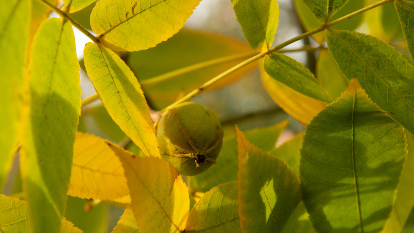 Carya illinoinensis плоды