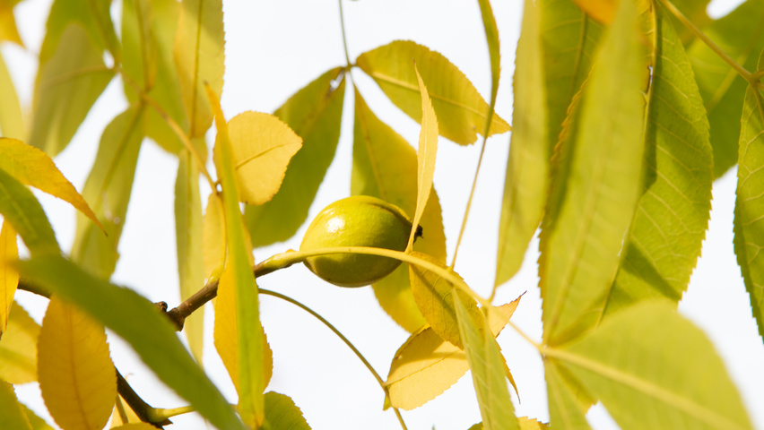 Carya illinoinensis плоды
