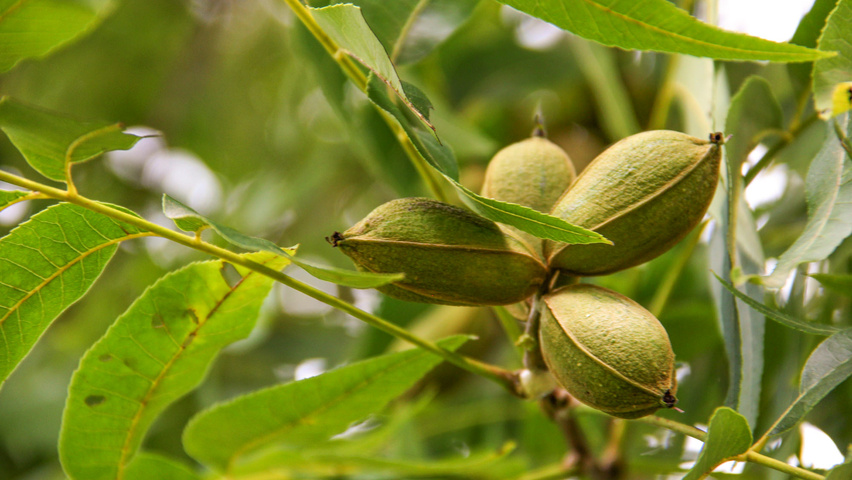 Carya illinoinensis плоды
