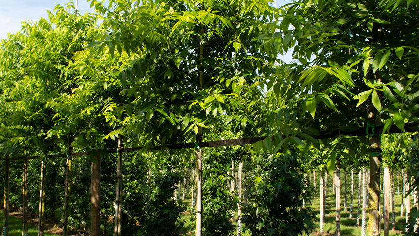 Carya illinoinensis Деревья с высоким стволом (стандарт)