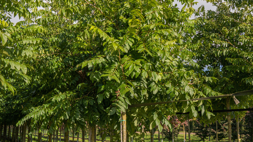 Carya illinoinensis Деревья с высоким стволом (стандарт)