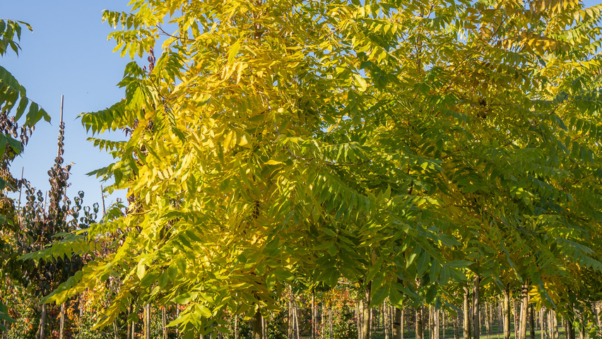 Carya illinoinensis Деревья с высоким стволом (стандарт)