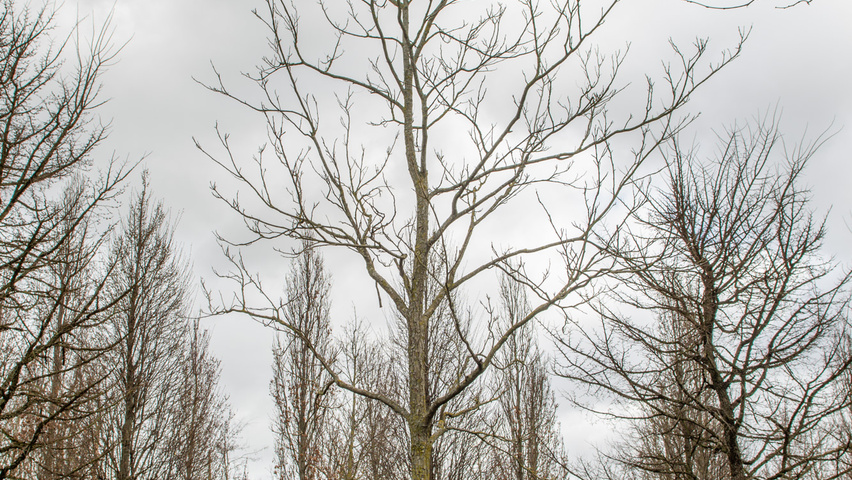 Carya illinoinensis Деревья с высоким стволом (стандарт)